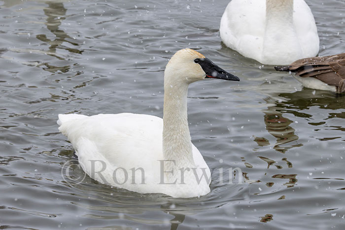 Trumpeter Swan