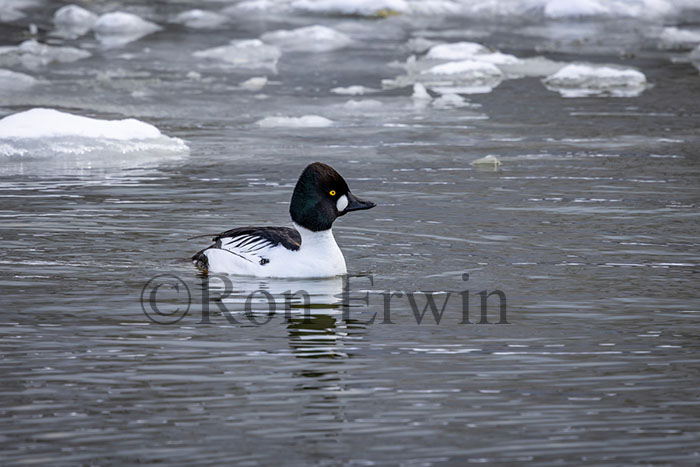 Male Common Goldeneye