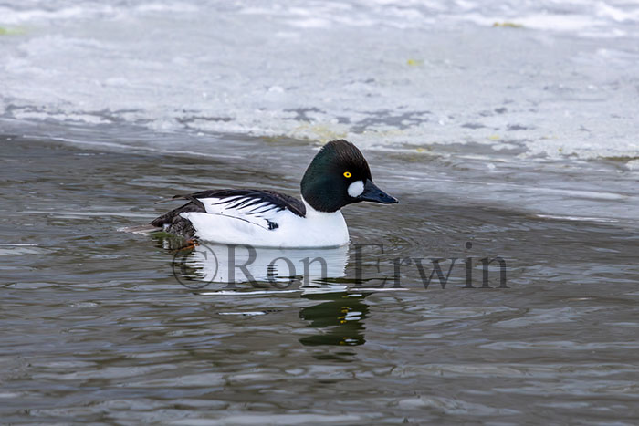 Male Common Goldeneye