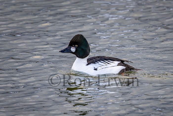 Male Common Goldeneye