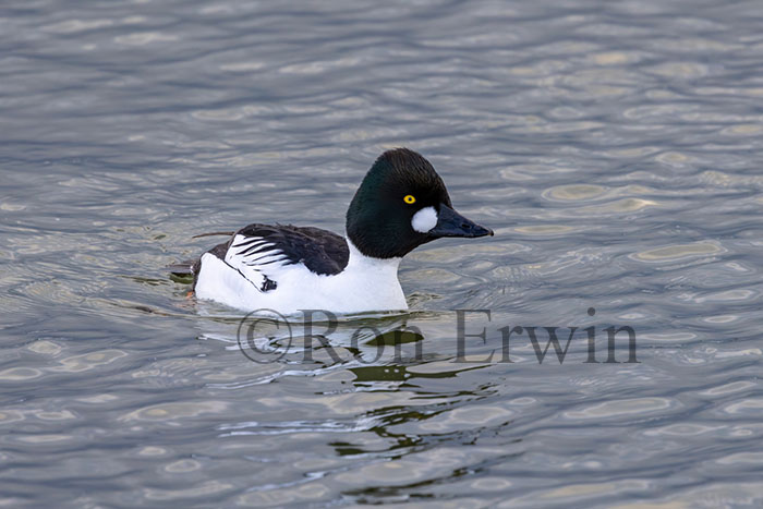 Male Common Goldeneye