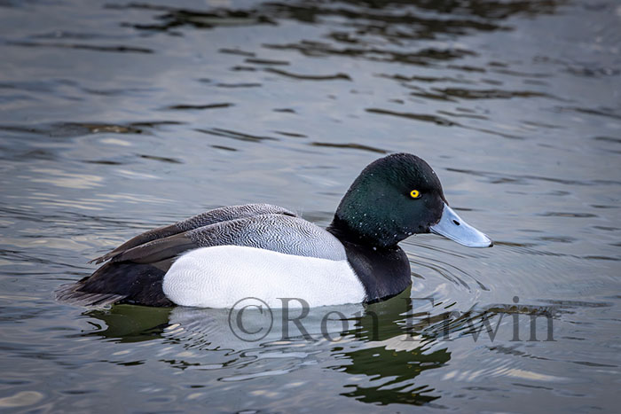 Greater Scaup