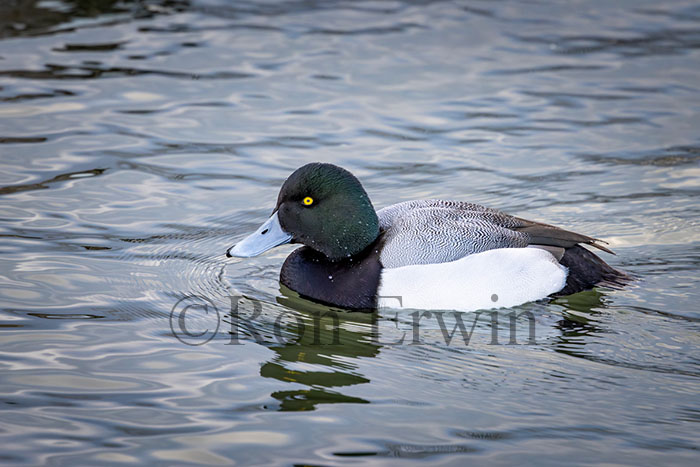 Greater Scaup