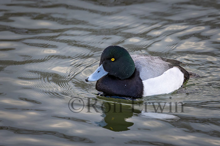 Greater Scaup
