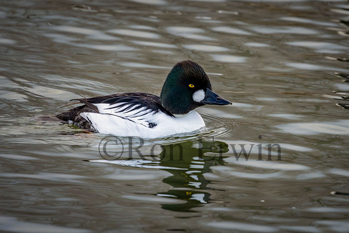 Male Common Goldeneye