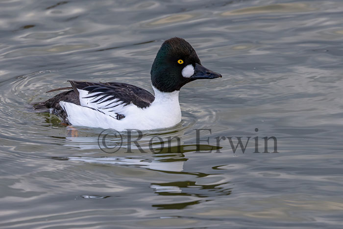 Male Common Goldeneye