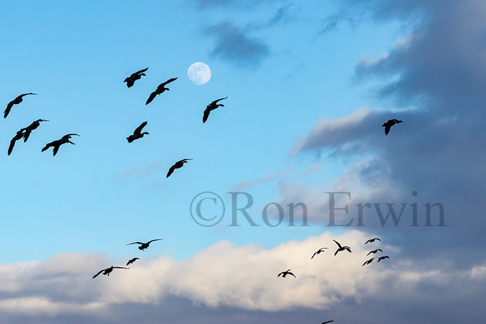 Birds & Moon