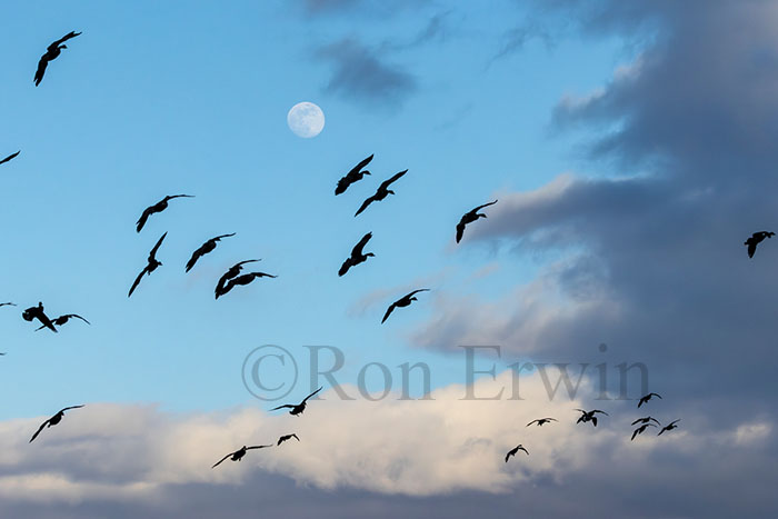 Birds & Moon
