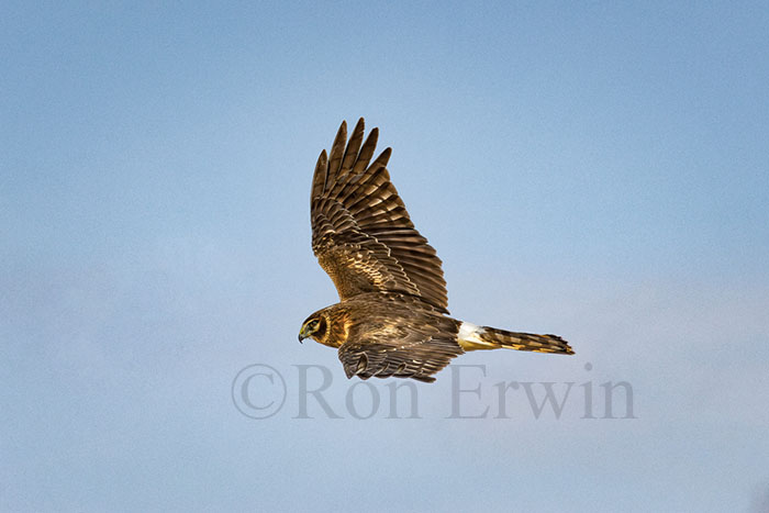 Immature Northern Harrier