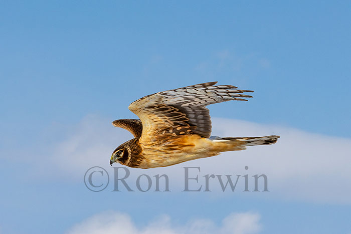 Immature Northern Harrier