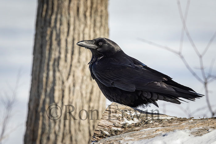 Common Raven