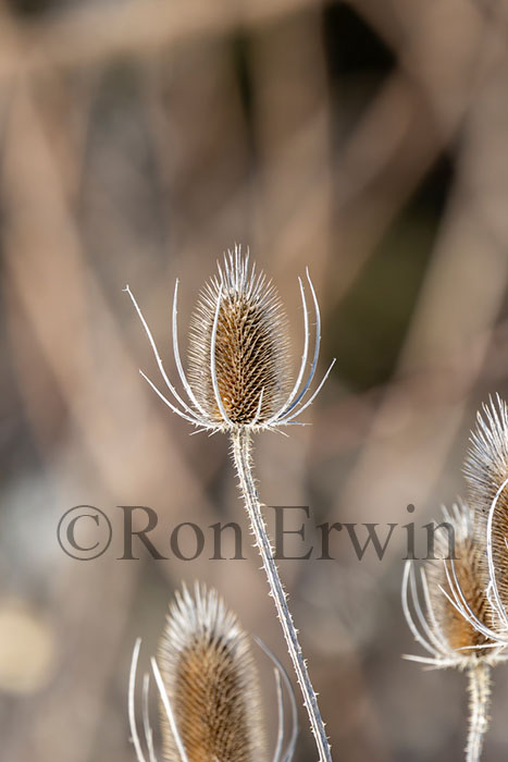 Teasel Seed Head
