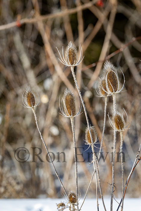 Teasel Seed Head