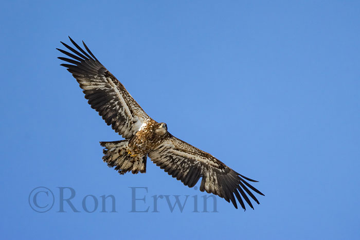 Immature Bald Eagle