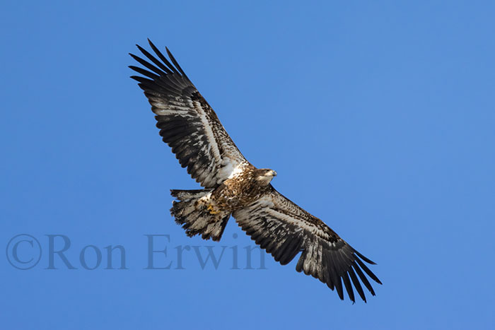 Immature Bald Eagle