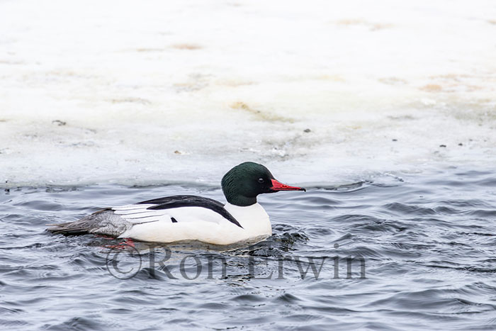 Male Common Merganser