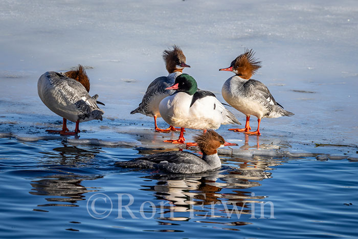 Common Mergansers