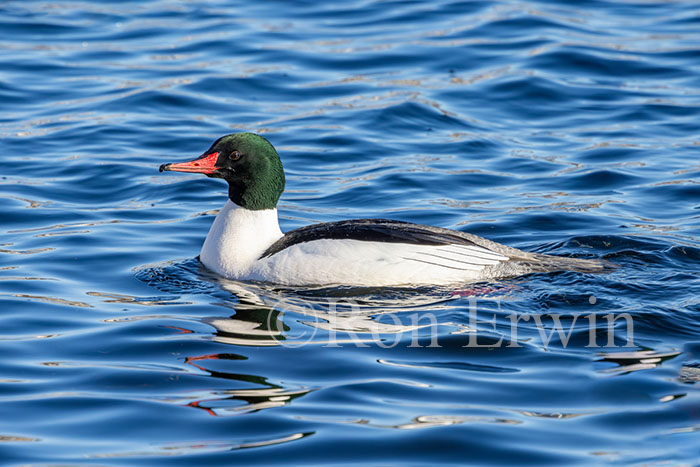 Male Common Merganser