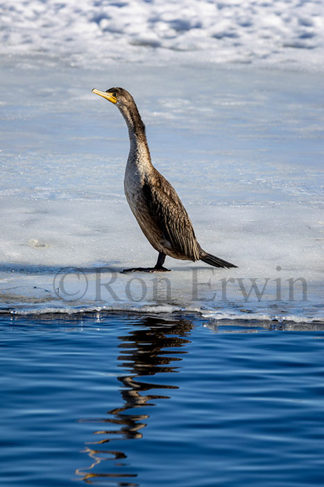 Double-crested Cormorant
