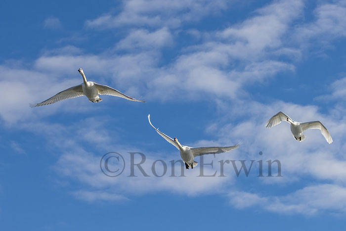 Three Mute Swans