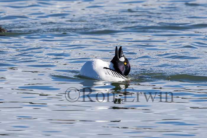 Male Common Goldeneye Displaying