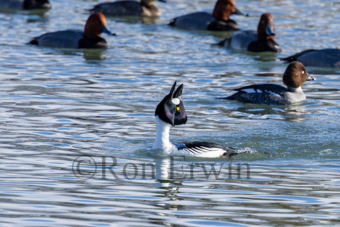 Male Common Goldeneye Displaying