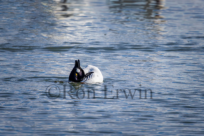 Male Common Goldeneye Displaying