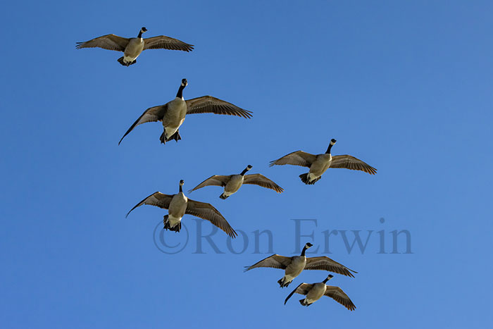 Canada Geese Flock
