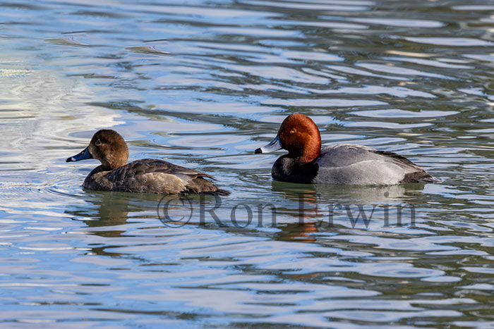 Redhead Ducks