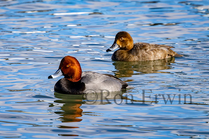 Redhead Ducks