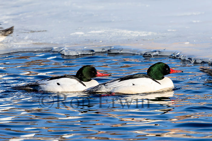 Male Common Mergansers