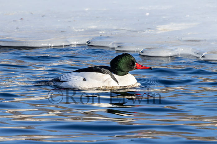 Male Common Merganser