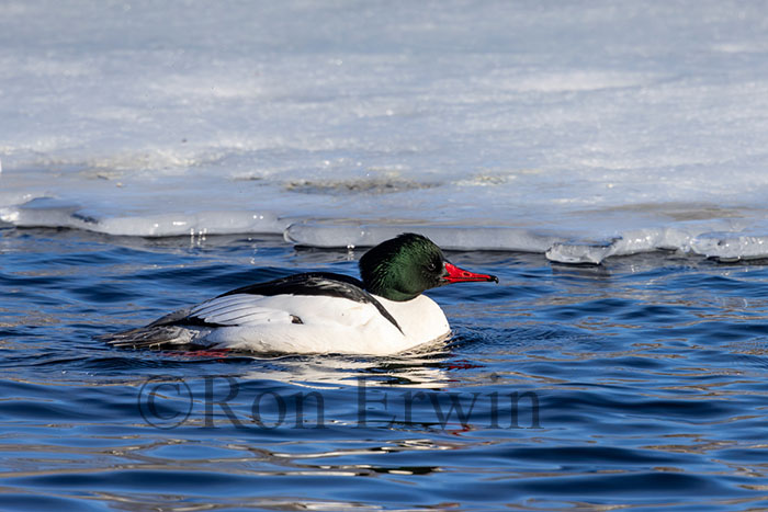 Male Common Merganser