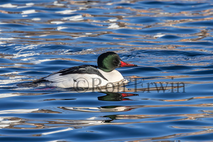 Male Common Merganser