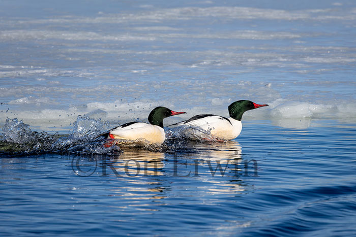 Male Common Mergansers