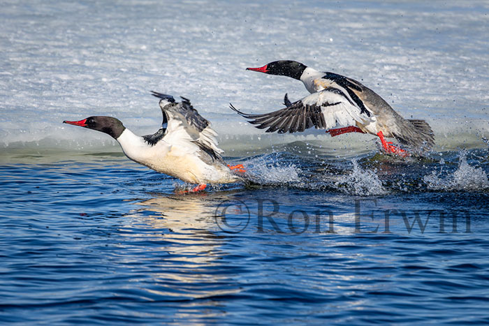 Male Common Mergansers