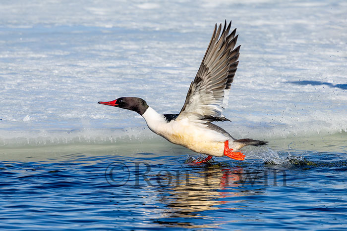 Male Common Merganser