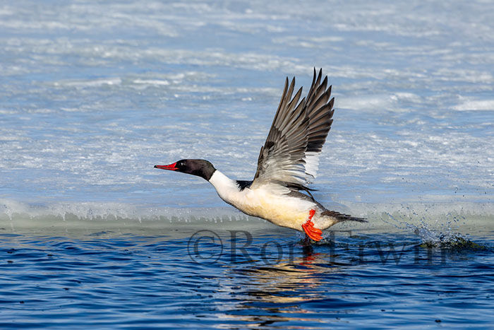 Male Common Merganser