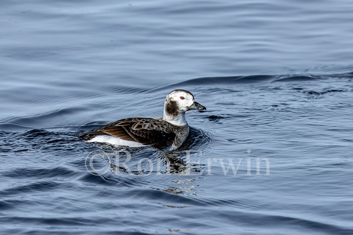 Female Long-tailed Duck