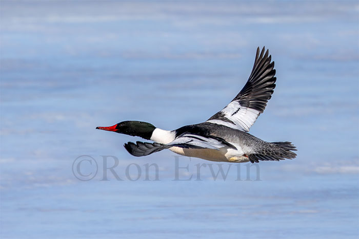 Male Common Merganser