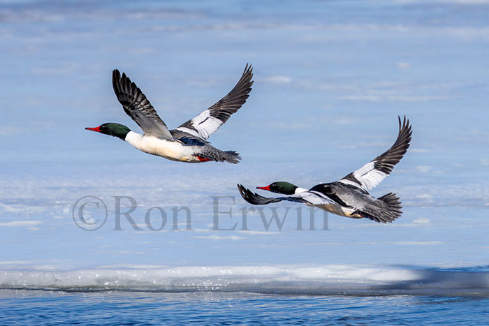 Male Common Mergansers