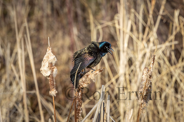 Common Grackle