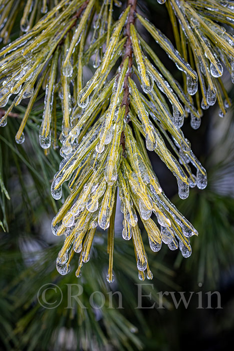 Ice on Pine Needles