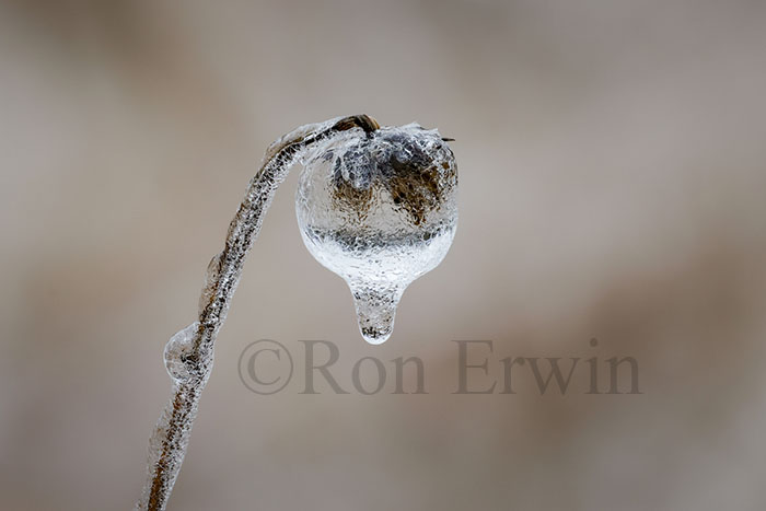 Spring Ice Storm