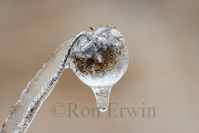 Spring Ice Storm