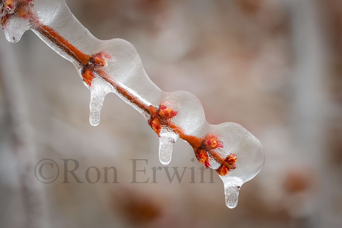 Spring Ice Storm