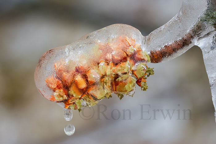Spring Ice Storm