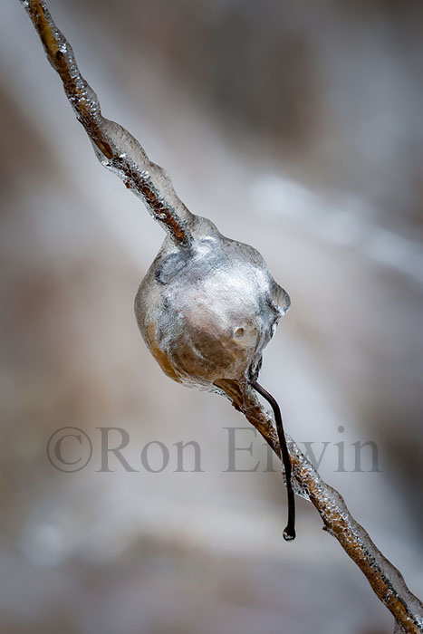 Spring Ice Storm