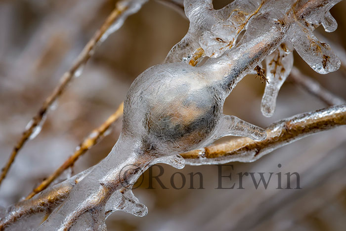 Spring Ice Storm