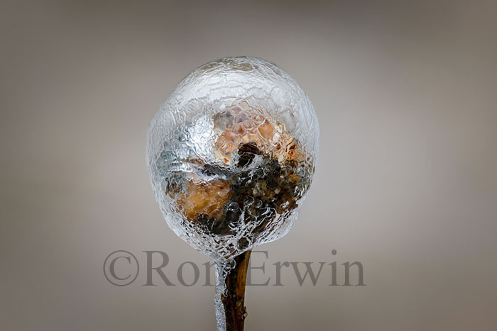 Spring Ice Storm